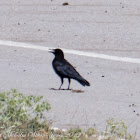 Carrion Crow; Corneja Negra