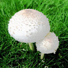 False Parasol mushroom