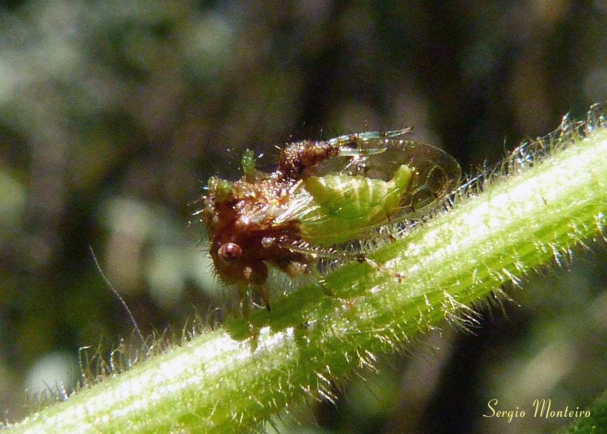 Treehopper Project Noah