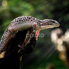 Move by Bocah Bocor - Animals Reptiles