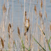 Great Reed Warbler; Carricera Tordal