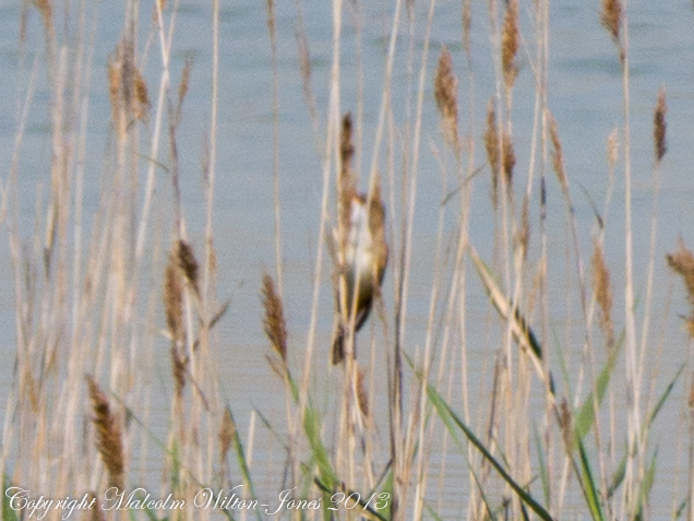Great Reed Warbler; Carricera Tordal
