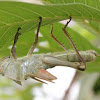 Migratory Locust 