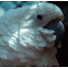 The White Cockatoo