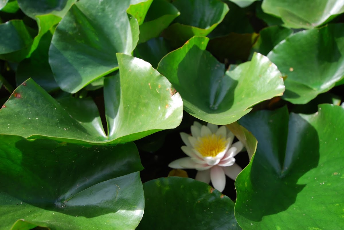 Tiger Lotus, or Egyptian White Water-lily