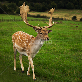 Red Deer by Nikki Wilson - Animals Other Mammals