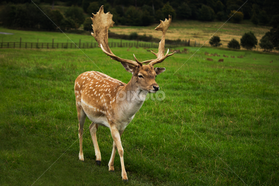 Red Deer by Nikki Wilson - Animals Other Mammals