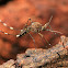 Bush Mosquito Aedes aegyptii
