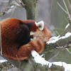 Red Panda (1)