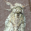 WHITE-BLOTCHED HETEROCAMPA