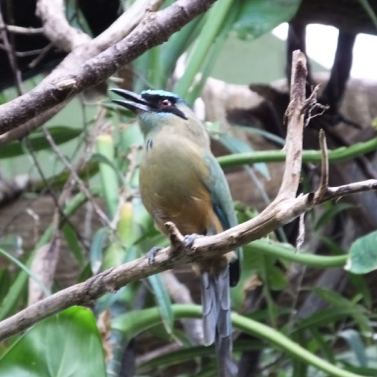 Blue-crowned Motmot