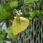 Eurema andersoni 淡黃蝶