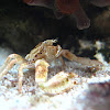 Anemone Crab