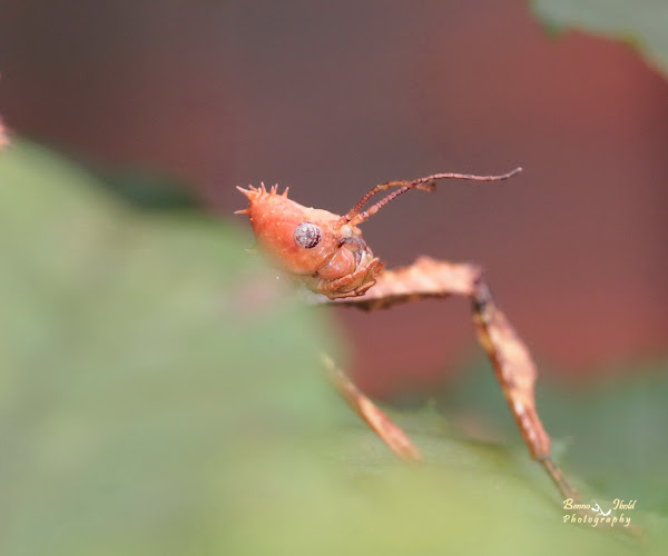 Australian Walking Stick | Project Noah