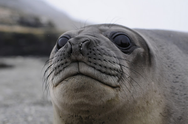 Southern Elephant Seal Female Project Noah