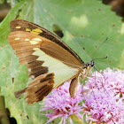 Green-banded Swallowtail (female)