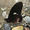 False Cattleheart Swallowtail