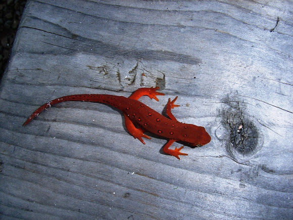 Red-spotted Newt | Project Noah