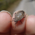 Stink bug