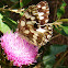 Marbled White