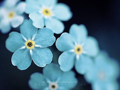 How to install Flowers - HD Wallpapers lastet apk for android