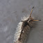 Southern Tussock Moth Caterpillar