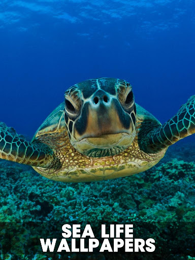 Sealife Wallpapers images