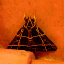 Chequered Moth
