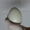 Ema [Egg]