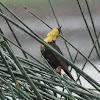 Yellow-headed Blackbird (juvenile)