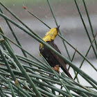 Yellow-headed Blackbird (juvenile)