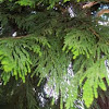 The Vidya Tree{ Cedar Tree}