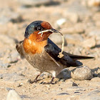 Pacific Swallow