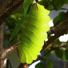 Polyphemus Moth caterpillar