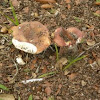 Gyroporus purpurinus Mushroom