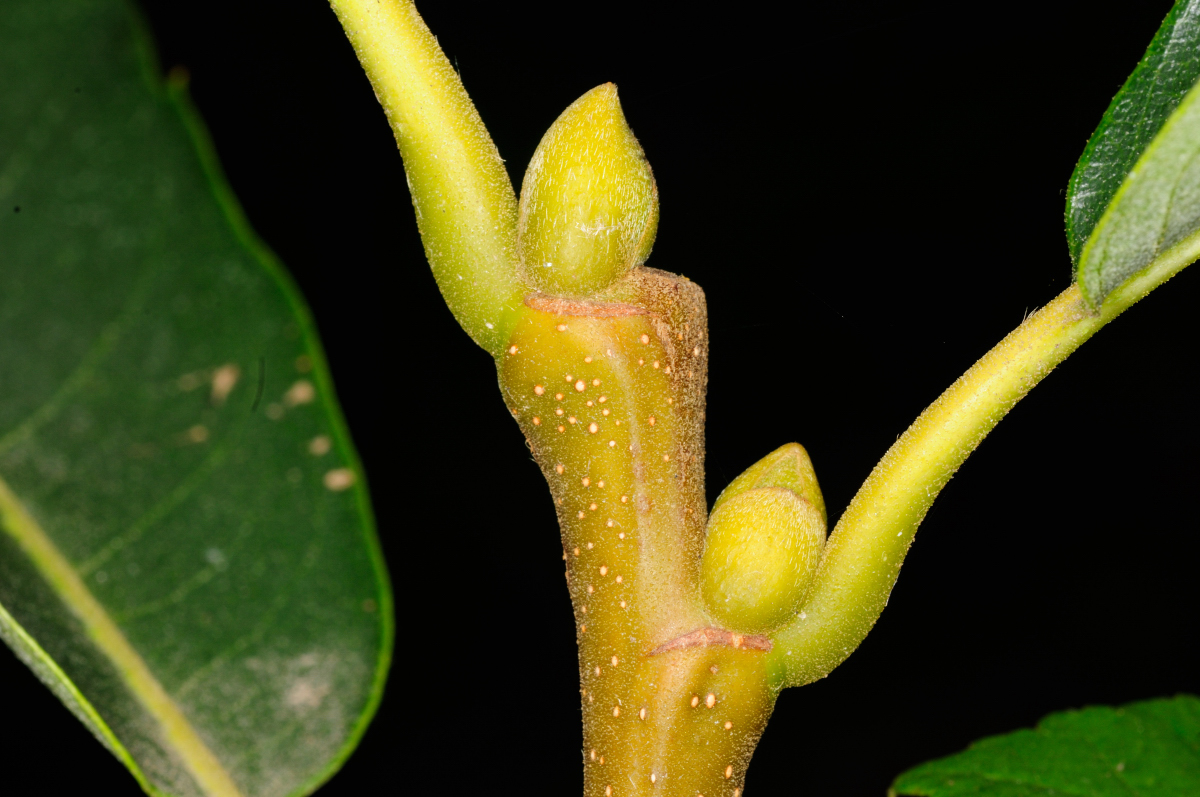 chestnut twig, rama de castaño