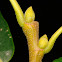 chestnut twig, rama de castaño