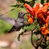 (Female) Anna's Hummingbird