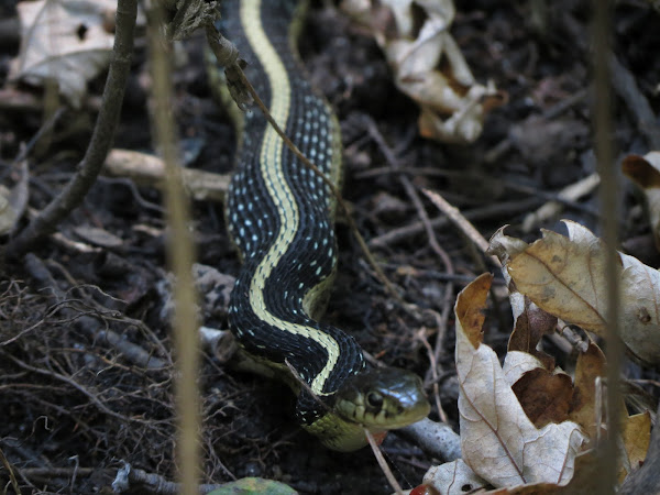 Common Garter Snake (eating a frog) | Project Noah