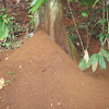Leaf-Cutter Ant Waste Mound