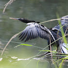 Anhinga (Snake Bird)