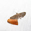 Red-crossed Button Slug Moth and Pug Moth
