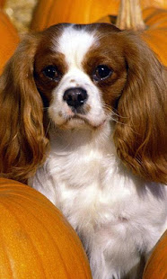 骑士查理王猎犬(圖1)-速報App