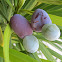 Podocarpus Fruit