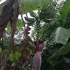 Banana Tree