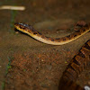 Northern Cat-eyed Snake