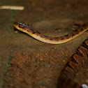Northern Cat-eyed Snake