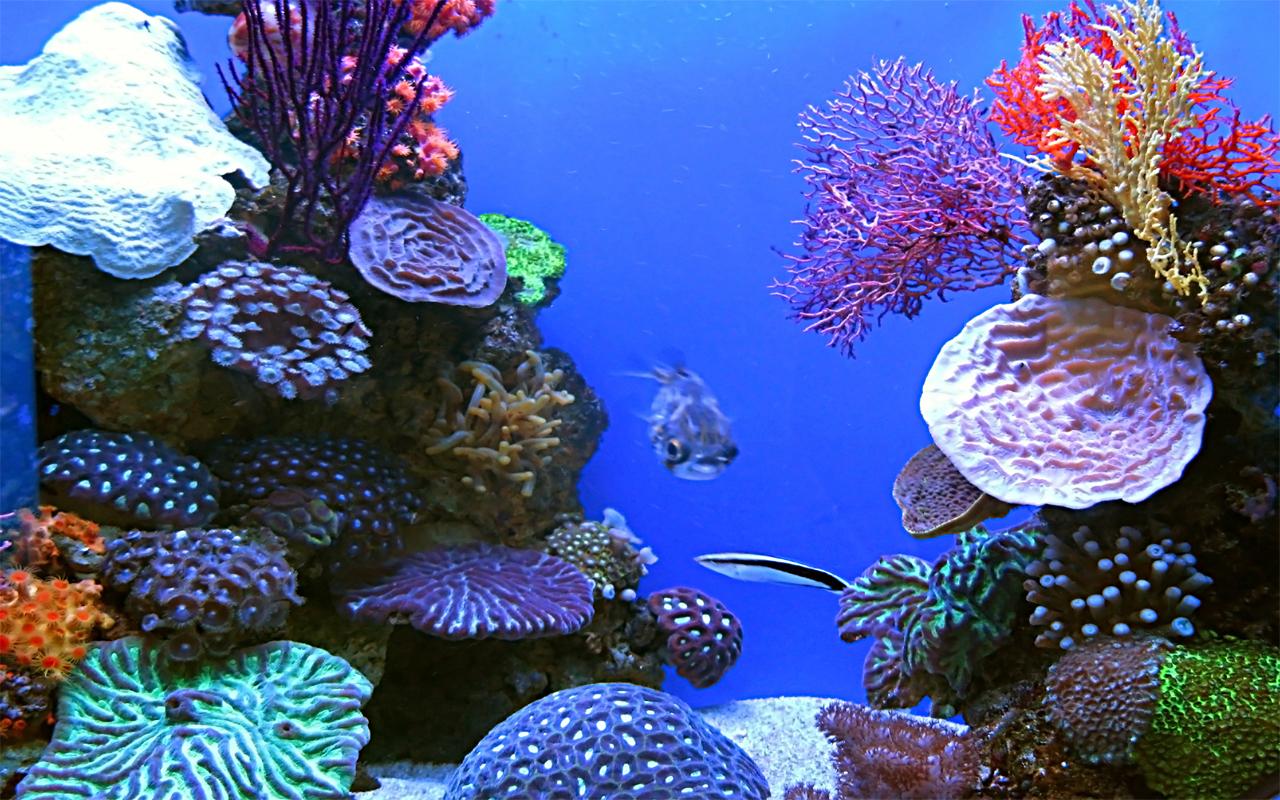 Aquarium Live Wallpaper Android Apps On Google Play