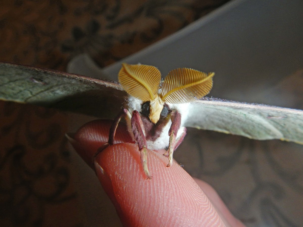 Luna Moth (male)