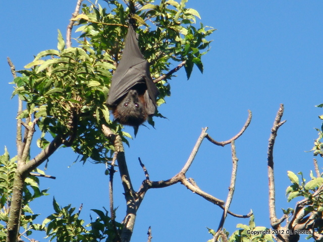 Black Flying-Fox (Fruit Bat)